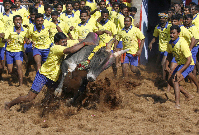 Джалликатту – спорт по укрощению быков (16 фото)