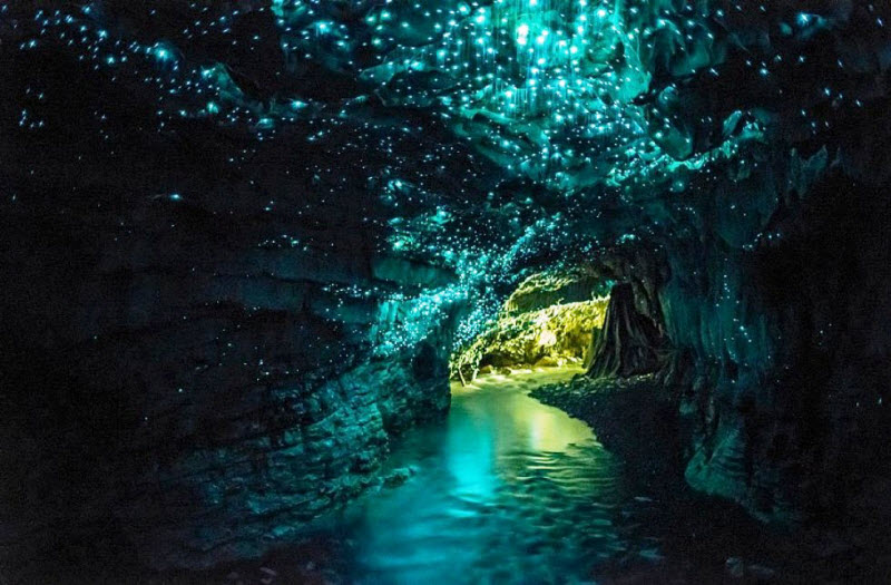 Чудо природы: светящиеся пещеры Вайтомо (8 фото)