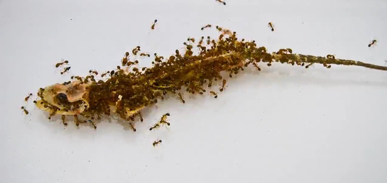 Мертвая ящерица и муравьи