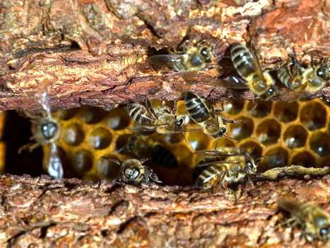 Дикие пчёлы и дикий мёд