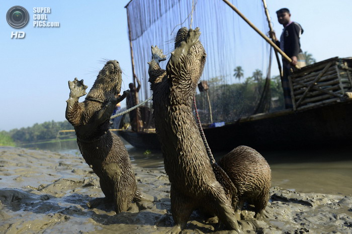 Выдры помогают бангладешцам ловить рыбу (14 фото)