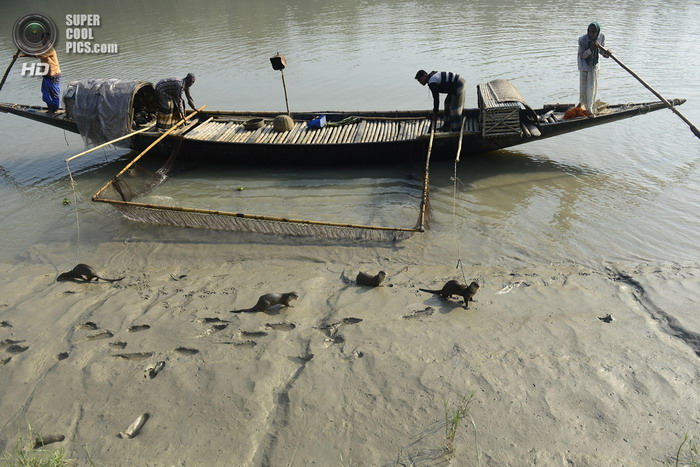 Выдры помогают бангладешцам ловить рыбу (14 фото)