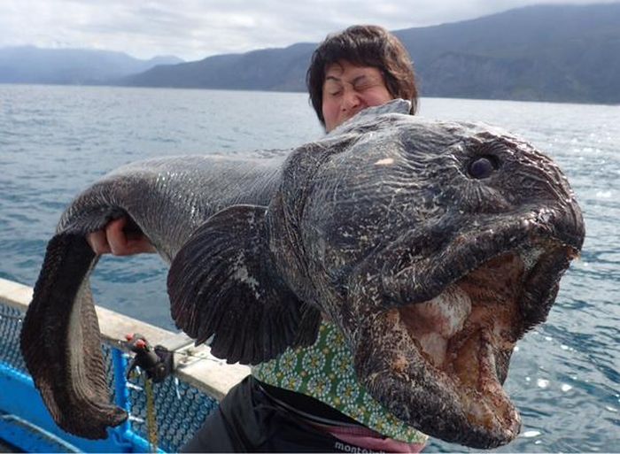 Страшная рыба, пойманная у Фукусимы