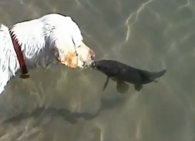 Собака и рыба