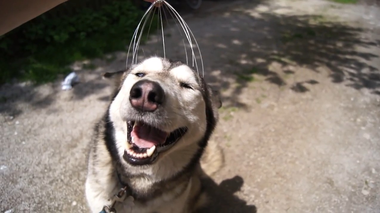 Самый счастливый пес в мире