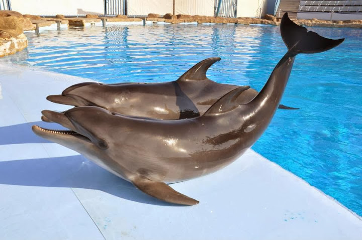 Скандал в московском дельфинарии продолжается - умер еще один дельфин