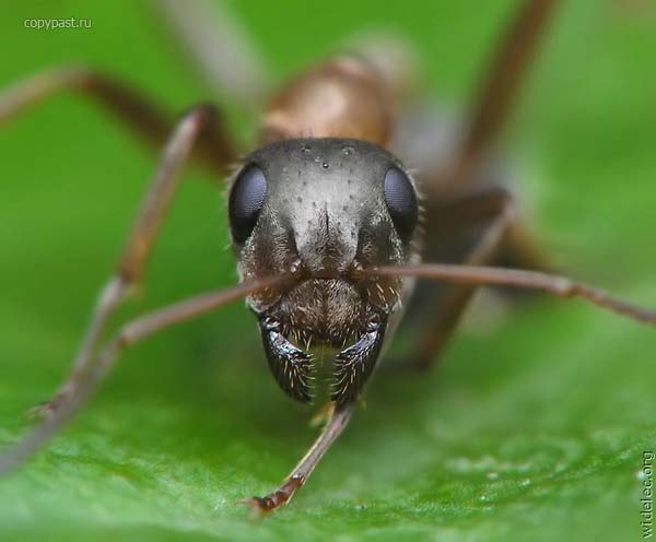 Как избавиться от муравьев? 