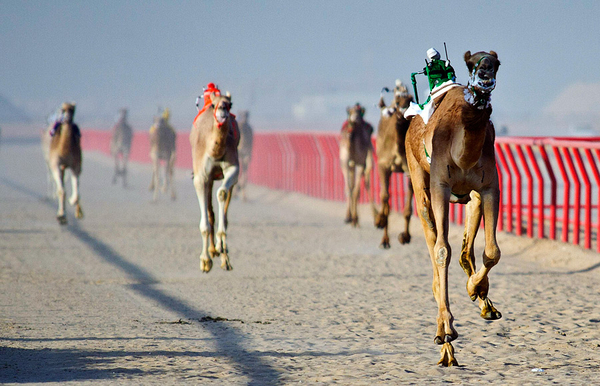 В Кувейте прошли гонки верблюдов с жокеями-роботами