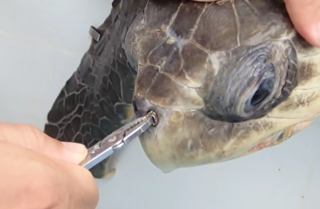 Извлечение из ноздри морской черепахи коктейльной трубочки (жесть)