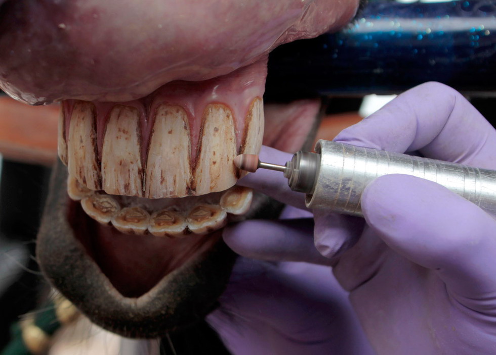 Лошадиный стоматолог