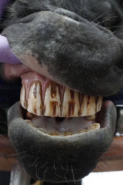 Стоматолог демонстрирует зубы лошади до сеанса полировки