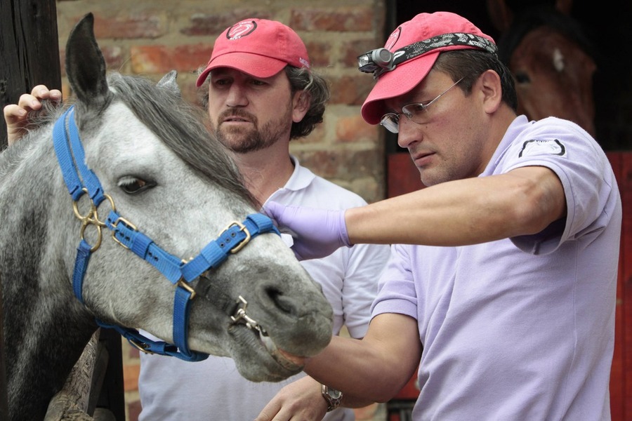 Стоматологи Андрес Франко и Дэвид Кордеро (справа) подготавливают лошадь к медицинским процедурам в Боготе